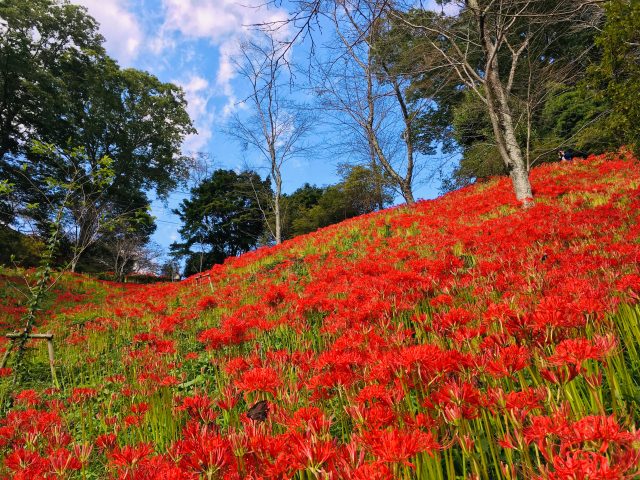 城山公園の彼岸花